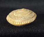 Obornella plicopunctata (DESLONGCHAMPS 1849) - Bild © FossNet FossilienStore